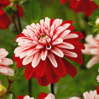 Raspberry Sorbet Dahlia Thumbnail